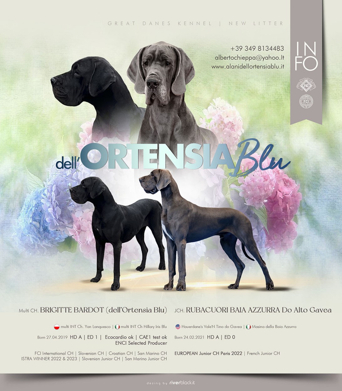 Cucciolata alano blu e nero